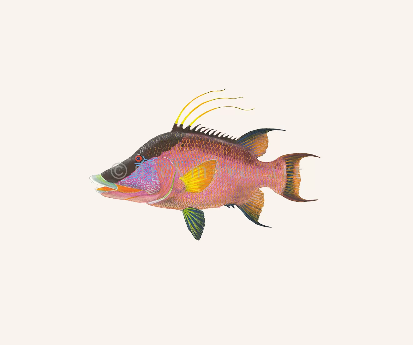 Hogfish Print