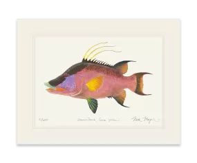 Hogfish Print