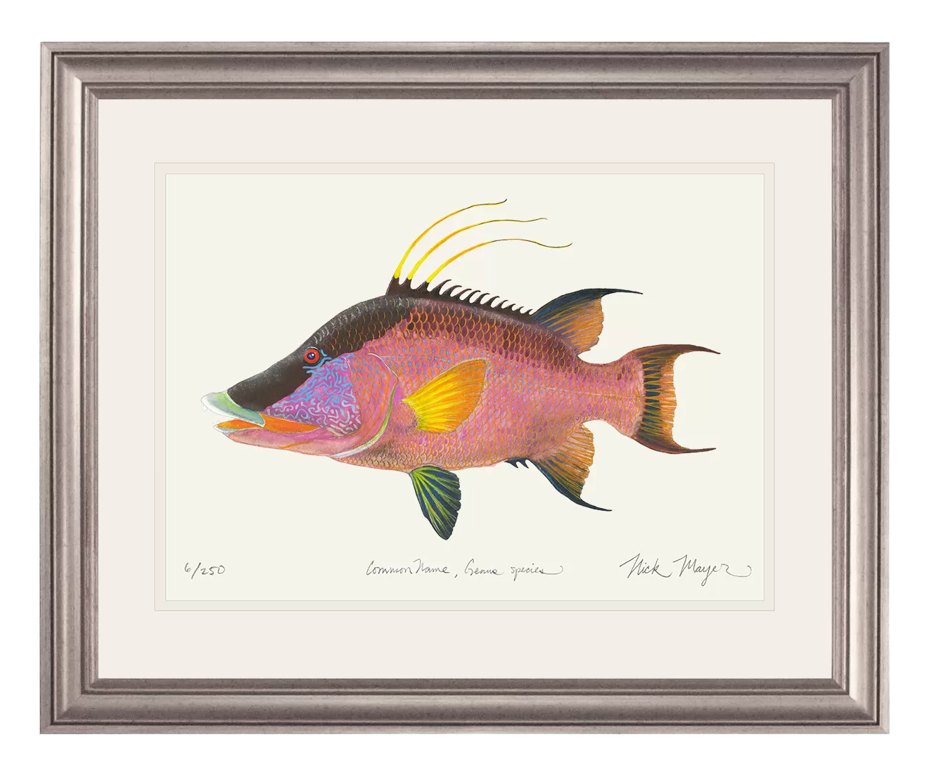 Hogfish Print