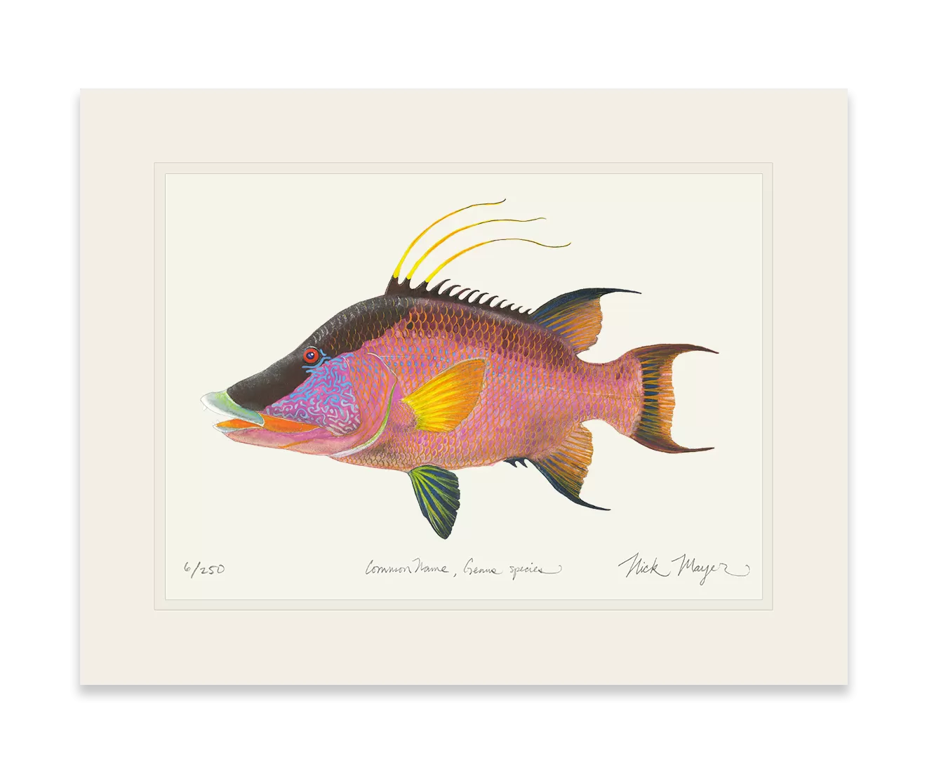 Hogfish Print