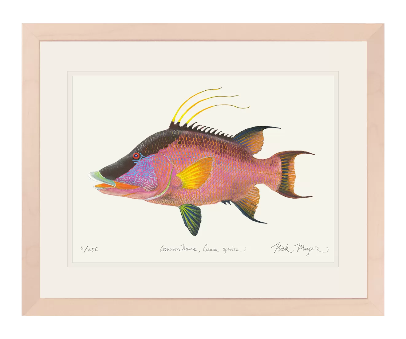 Hogfish Print