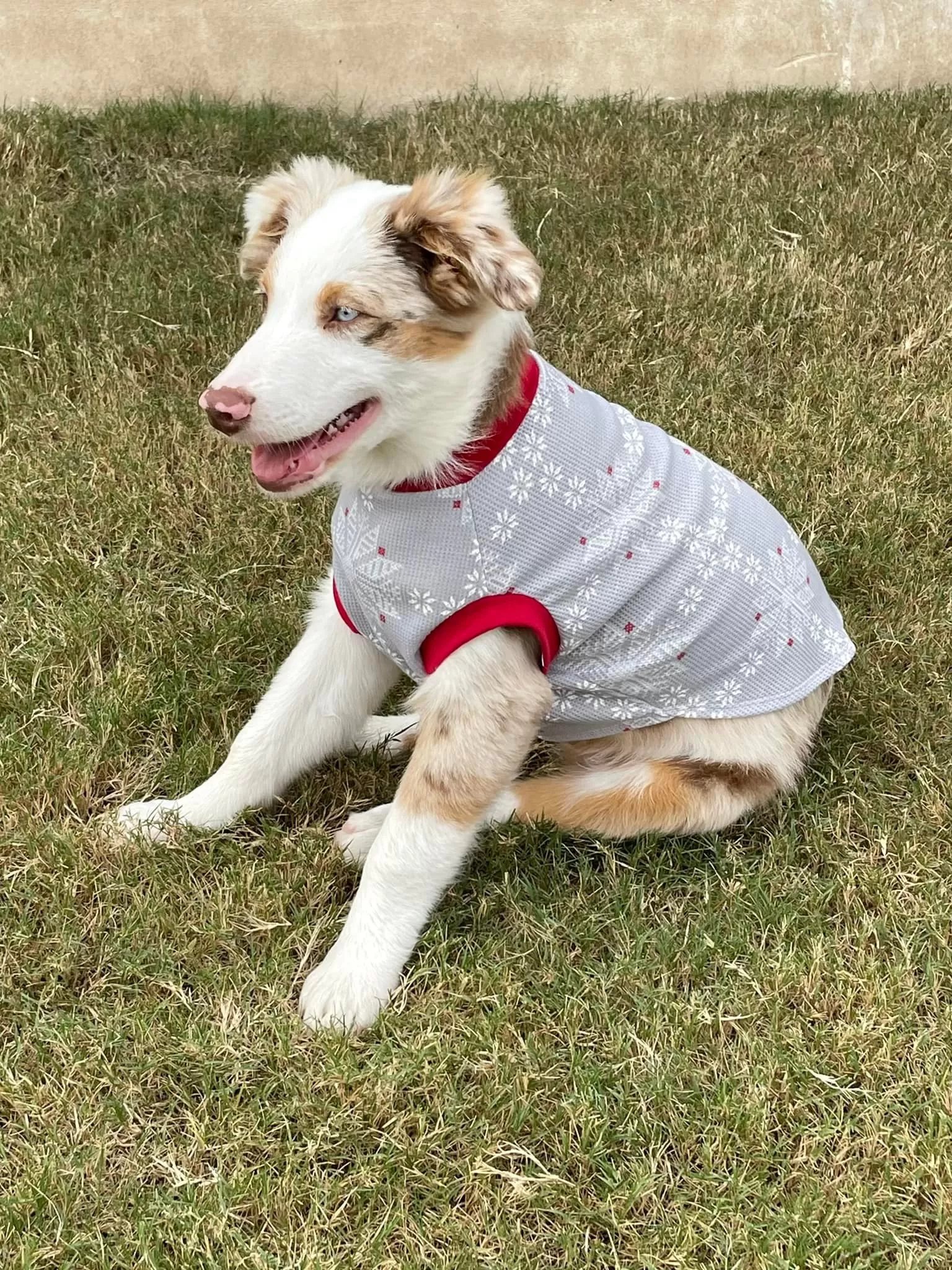 Pet Pullover PDF Sewing Pattern