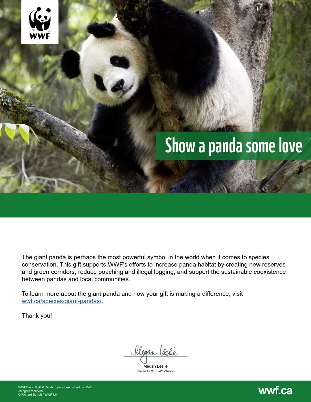 show a panda some love